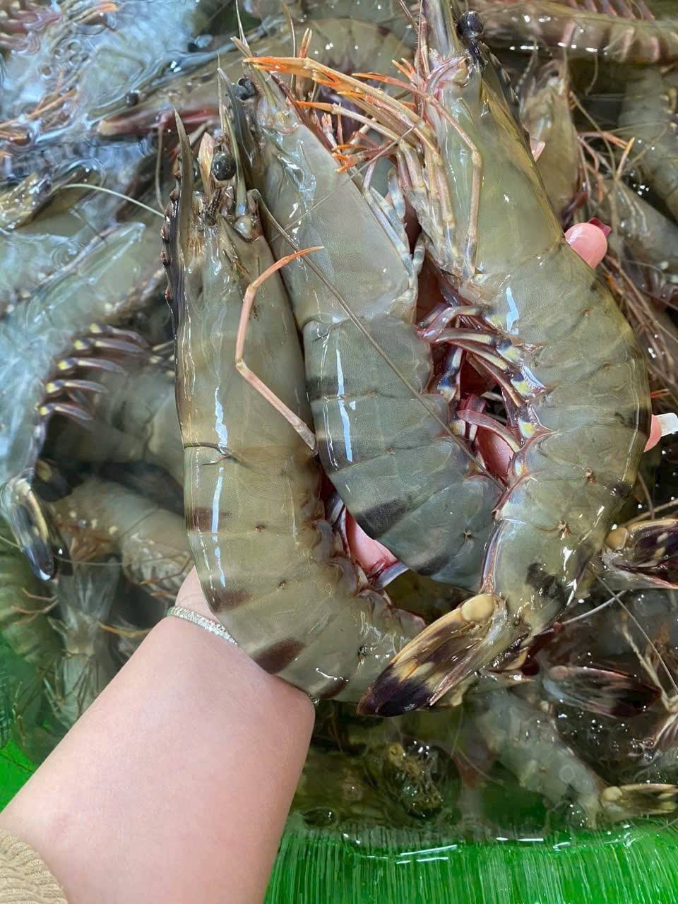 Tôm sú sống 25-30 con/kg