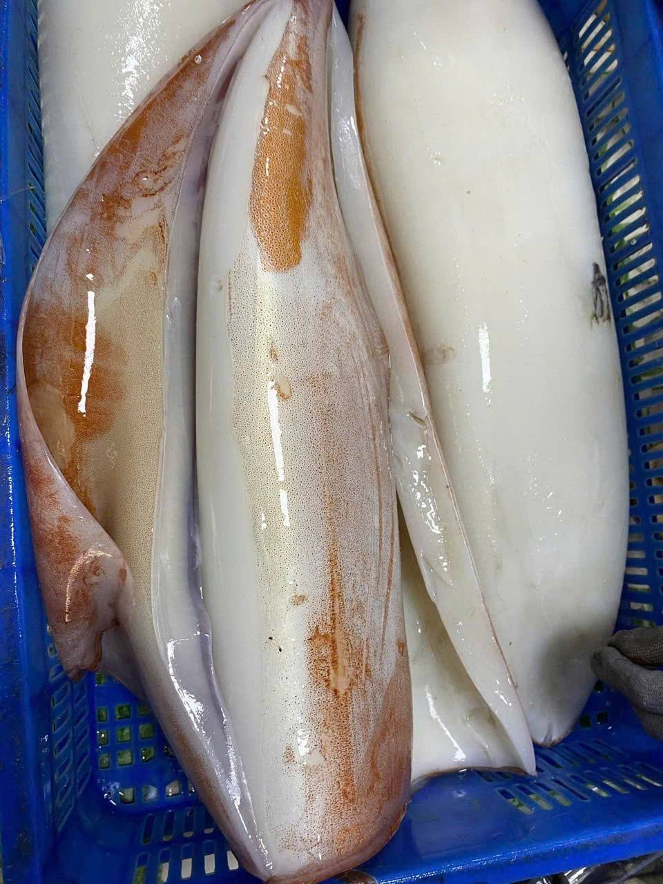 Mực lá đại dương đông lạnh siêu to . 3-4 kg/con