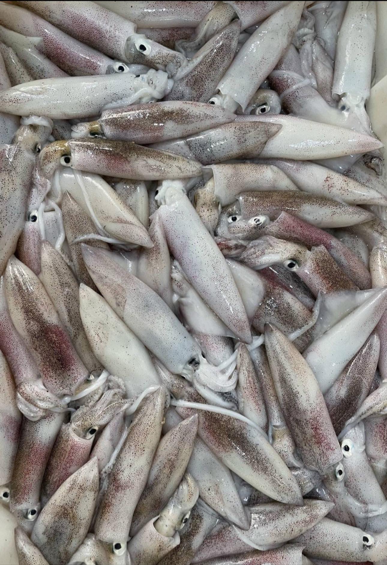 Mực trứng đông lạnh loại 1 size 30-40 con/kg