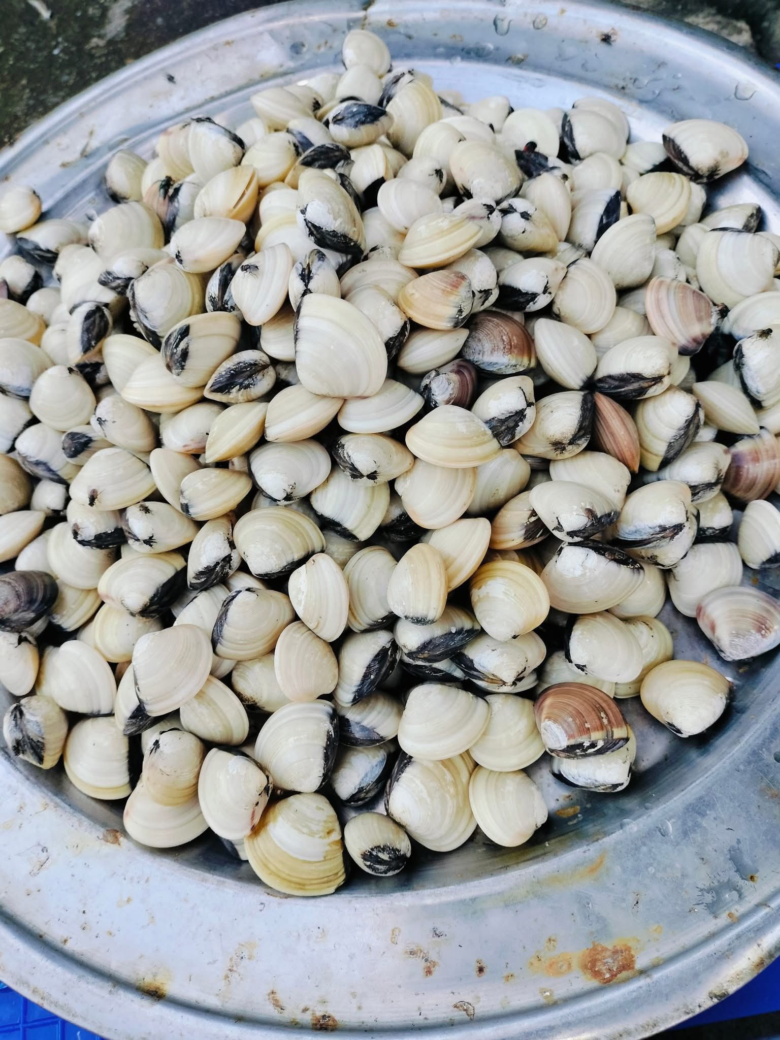 Nghêu sống, đánh bắt ở biển size 40-50 con/kg