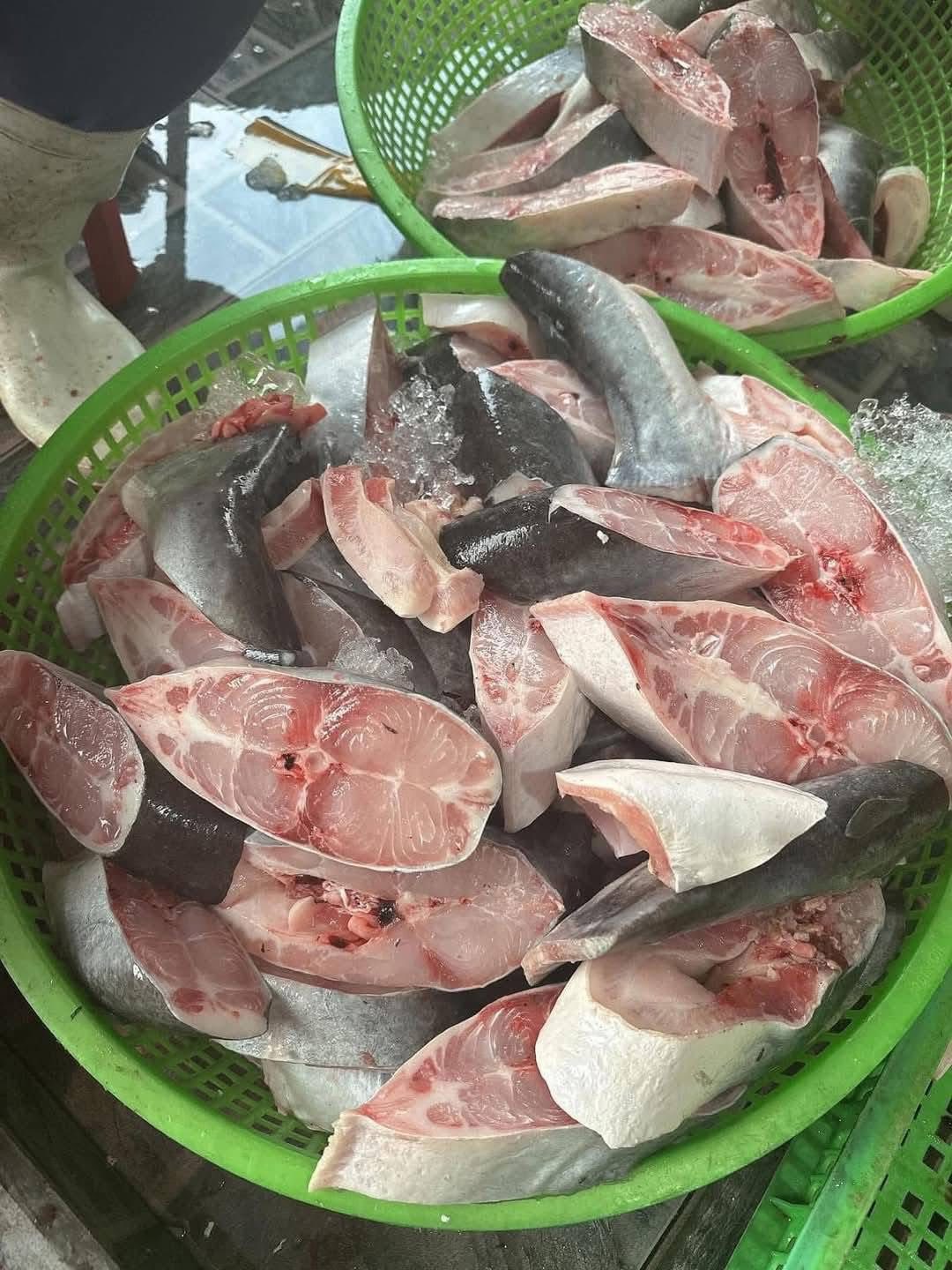 Cá basa sống nuôi thiên nhiên Size 2-2,5 kg/con