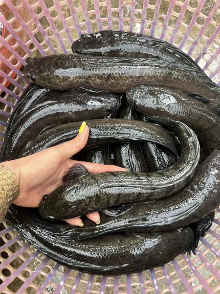 Cá lóc thiên nhiên sống Size 0,5-1 kg/con