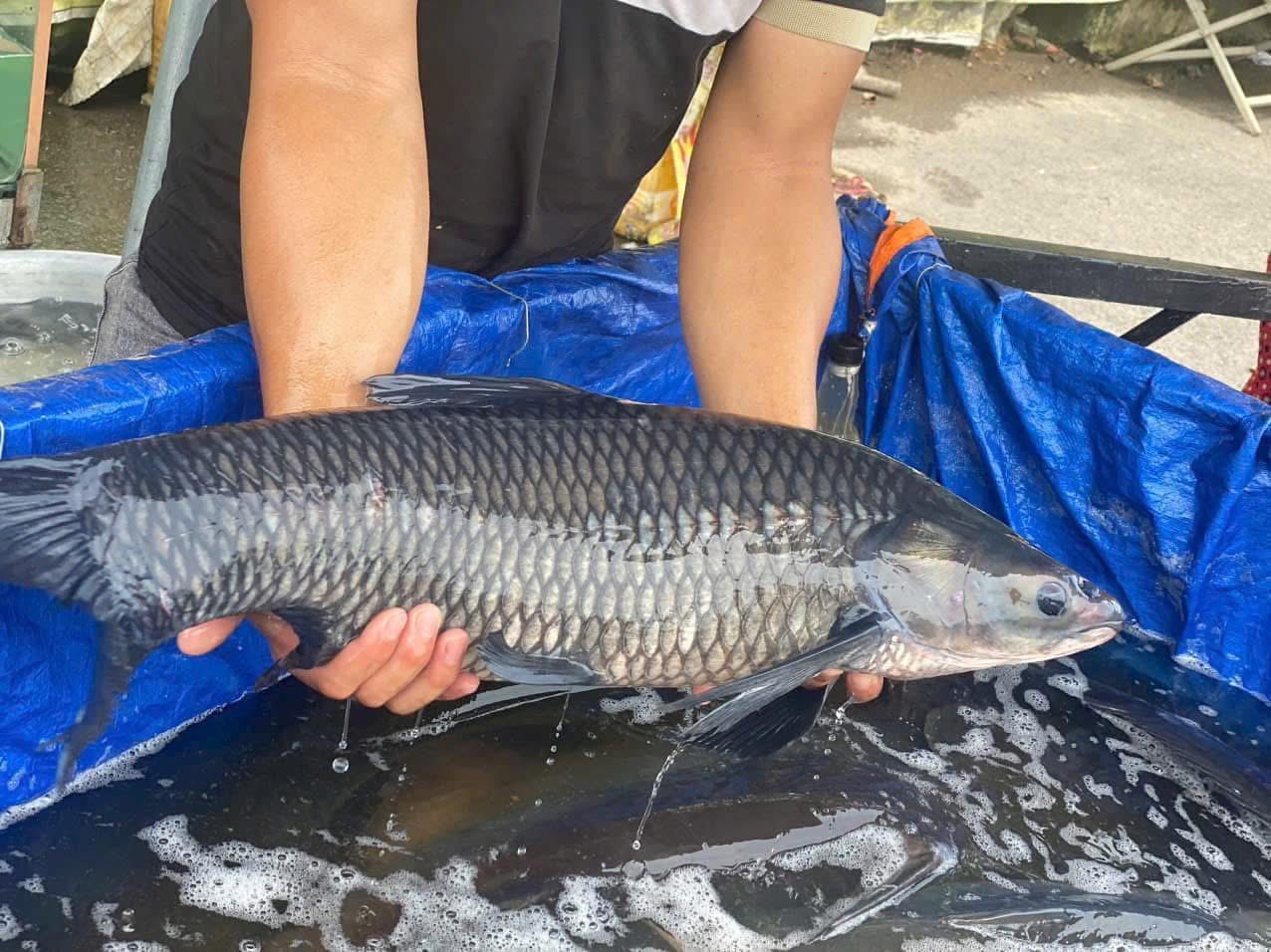 Cá trắm đen sống giá tốt Size 4-5 kg/con