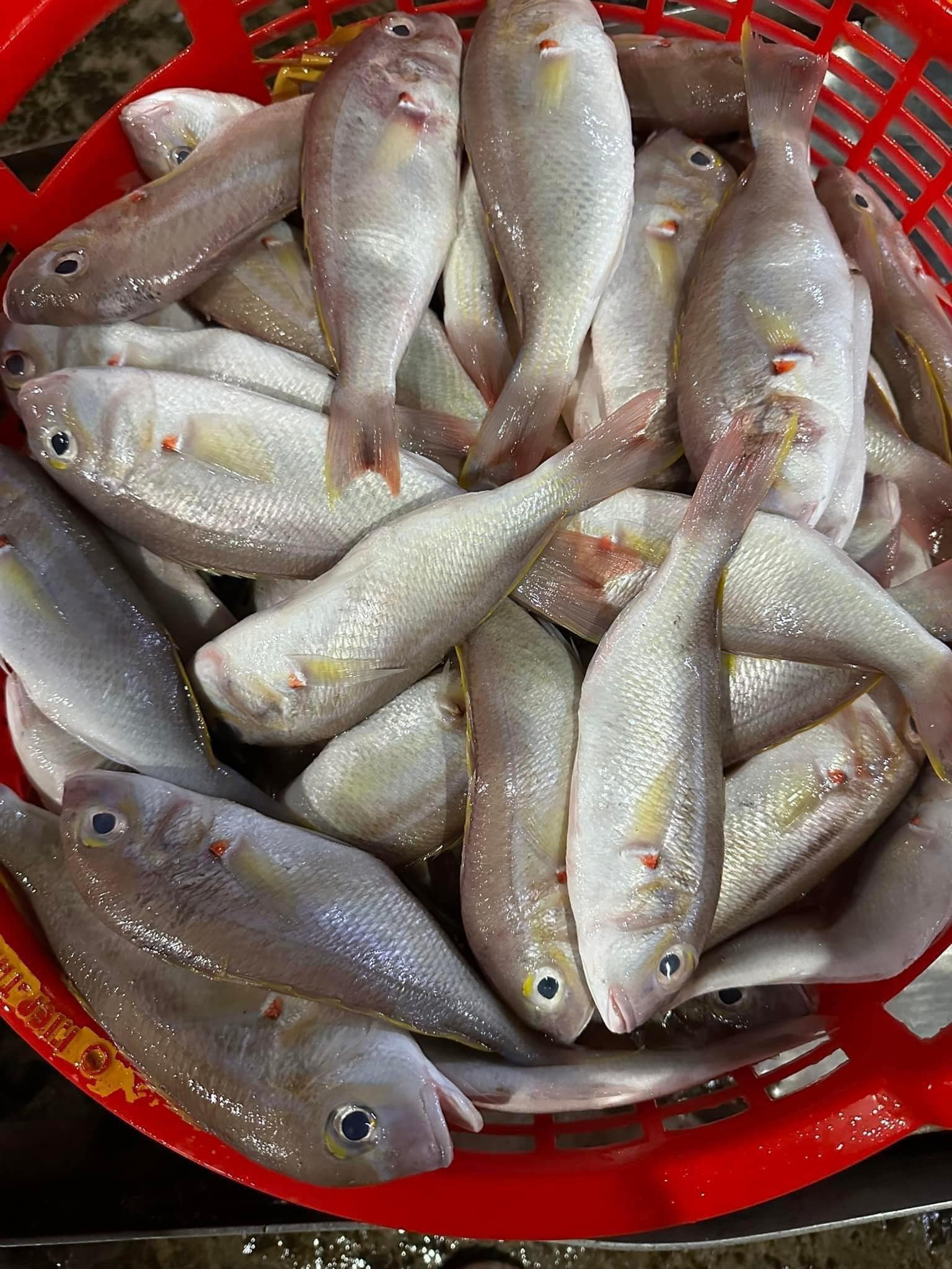 ựa Hải Sản Tươi Sống Tại TP.HCM – Cập Nhật Các Loại Hải Sản Mỗi Ngày