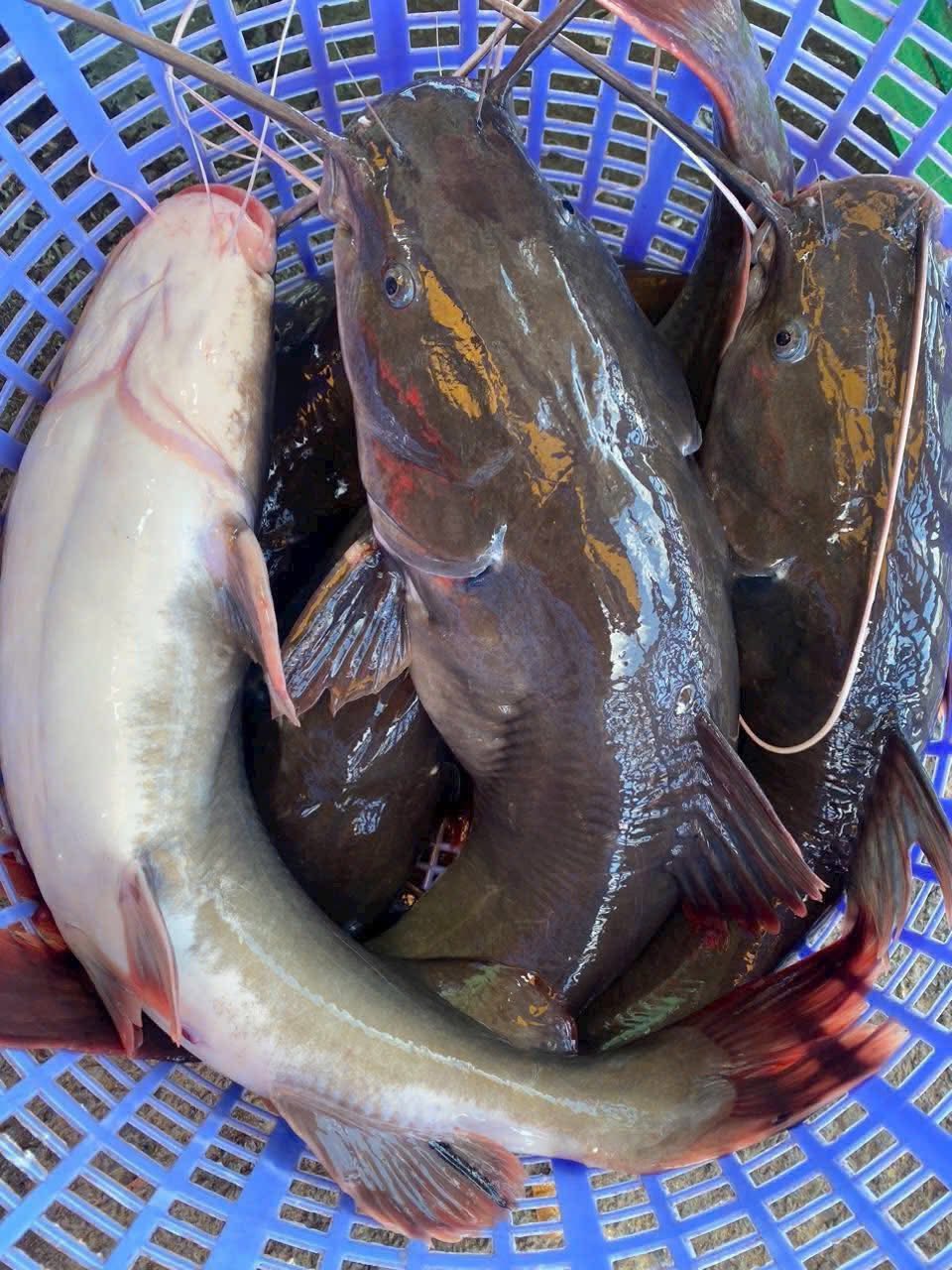 Cá lăng đuôi đỏ đã làm sạch, sản phẩm an toàn Vietgap Size 2,5-3 kg/con