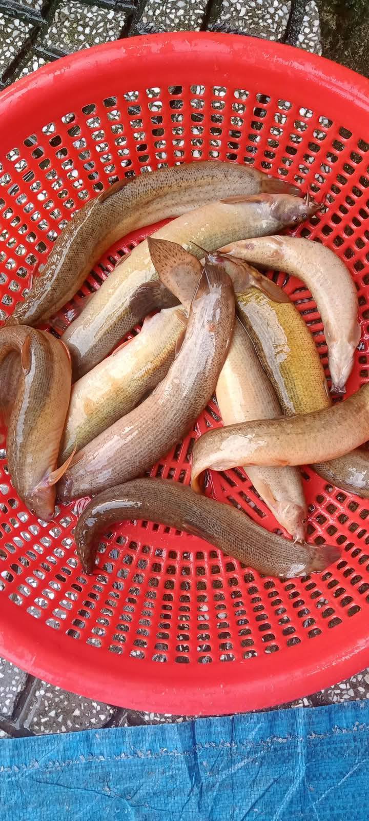 Cá chạch quế (chạch sụn) làm sạch Size: 6-7 con/kg