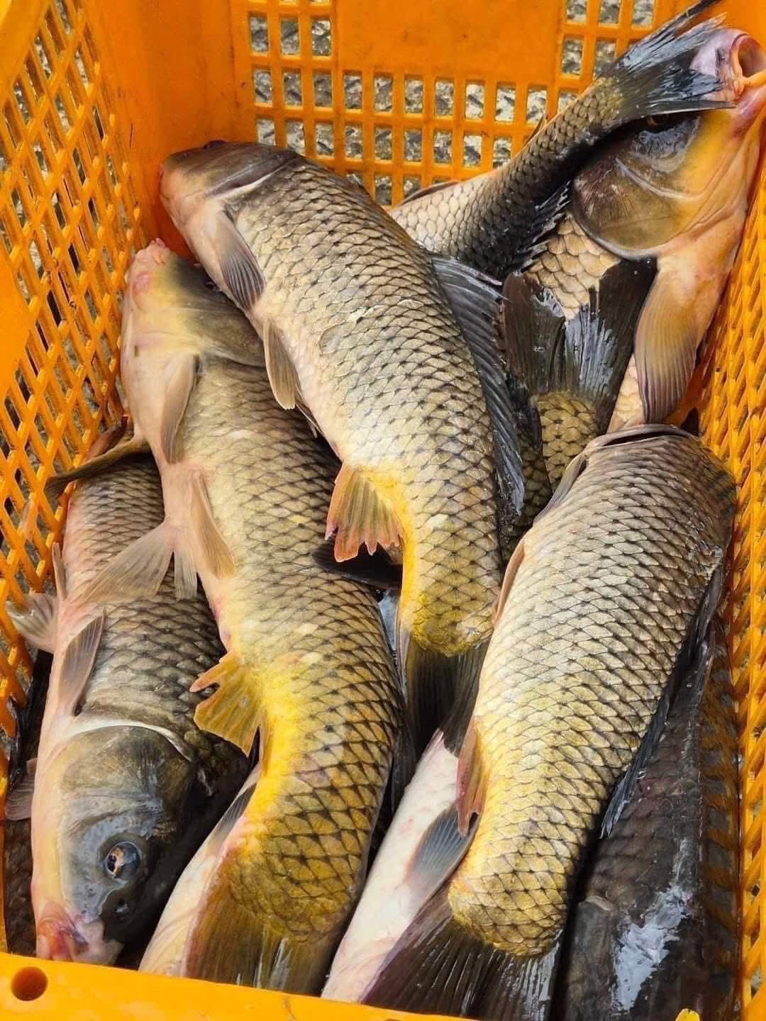 Cá chép sống từ thiên nhiên Size 1,5-2 kg/con