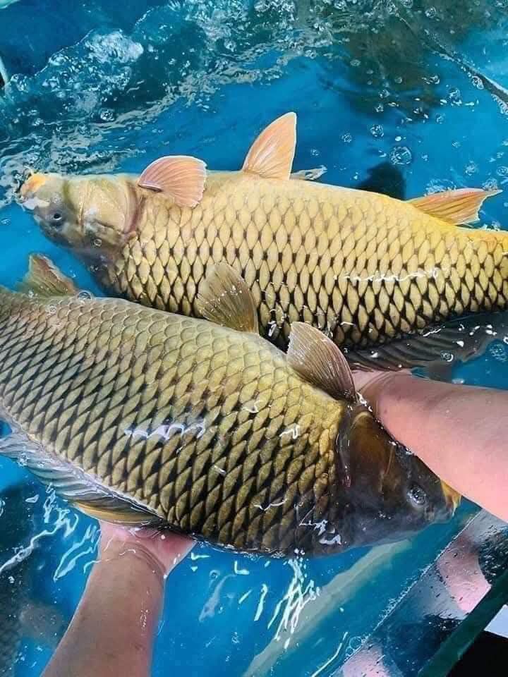 Cá chép sống Size 1-1,5 kg/con