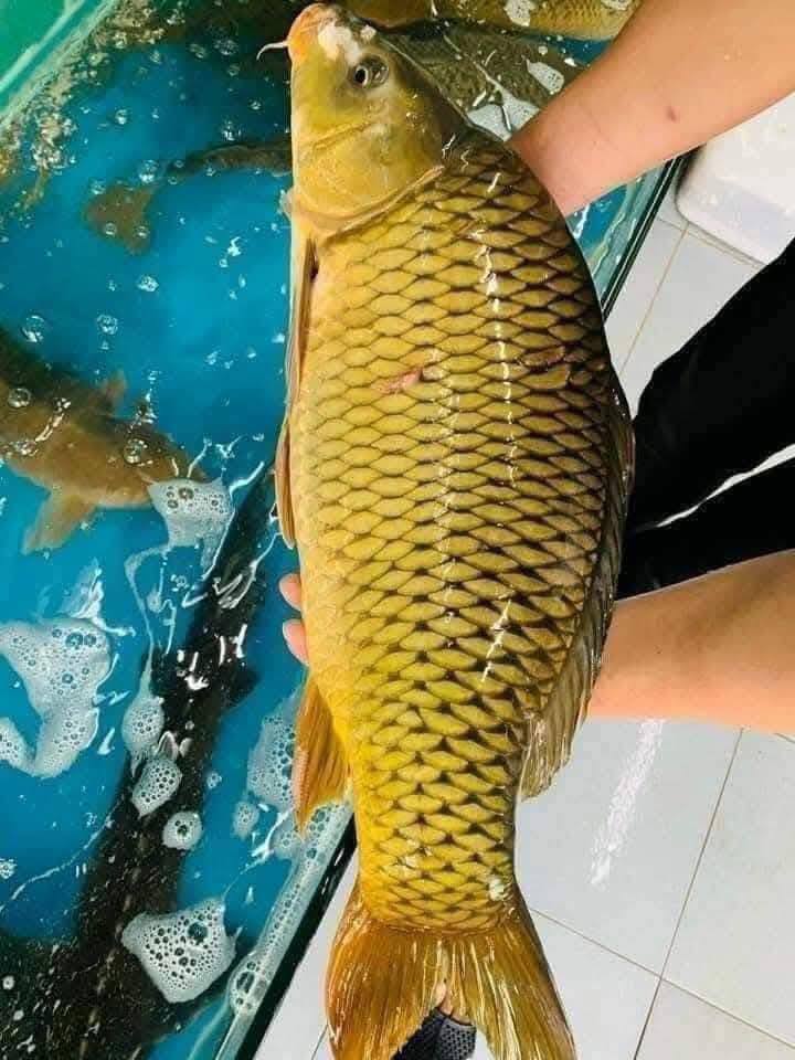 Cá chép sống từ thiên nhiên Size 2-2,5 kg/con