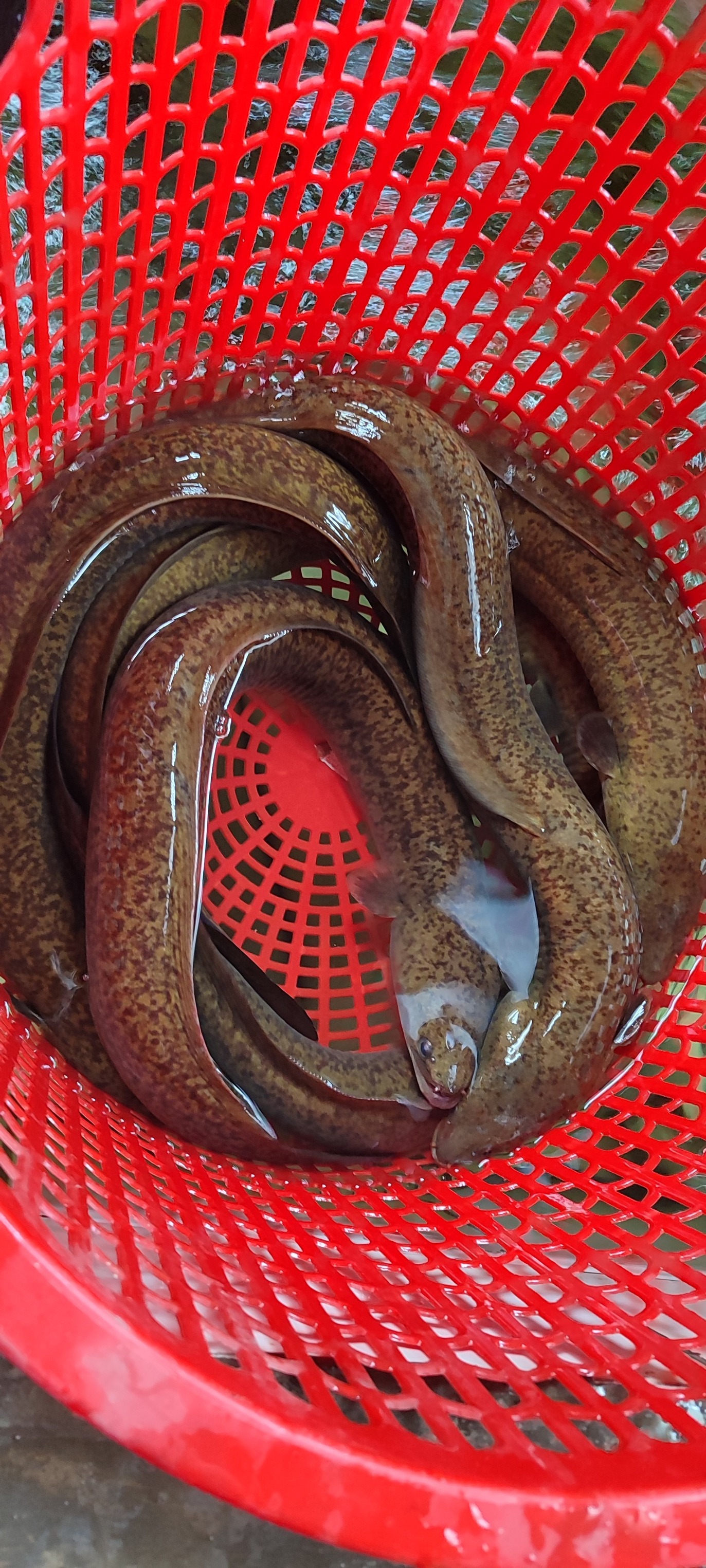 Cá chạch lấu (chạch bông) sống Size 300-400 gr/con