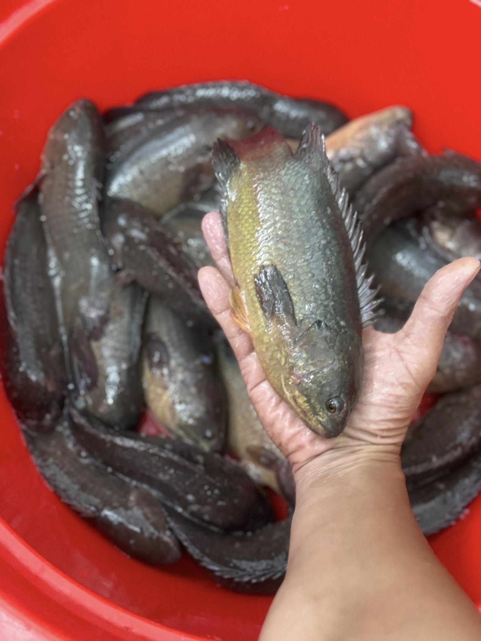 Cá rô sống mới đánh bắt, giá tốt Size 3-4 con/kg