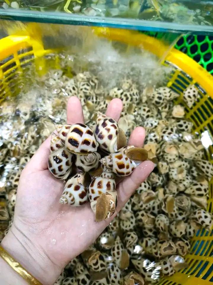 giá ốc hương chợ bình điền