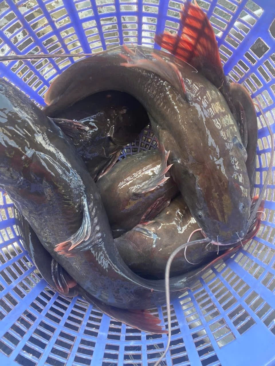 Cá lăng đuôi đỏ sống vừa bắt, tươi mới Size 2-2,5 kg/con