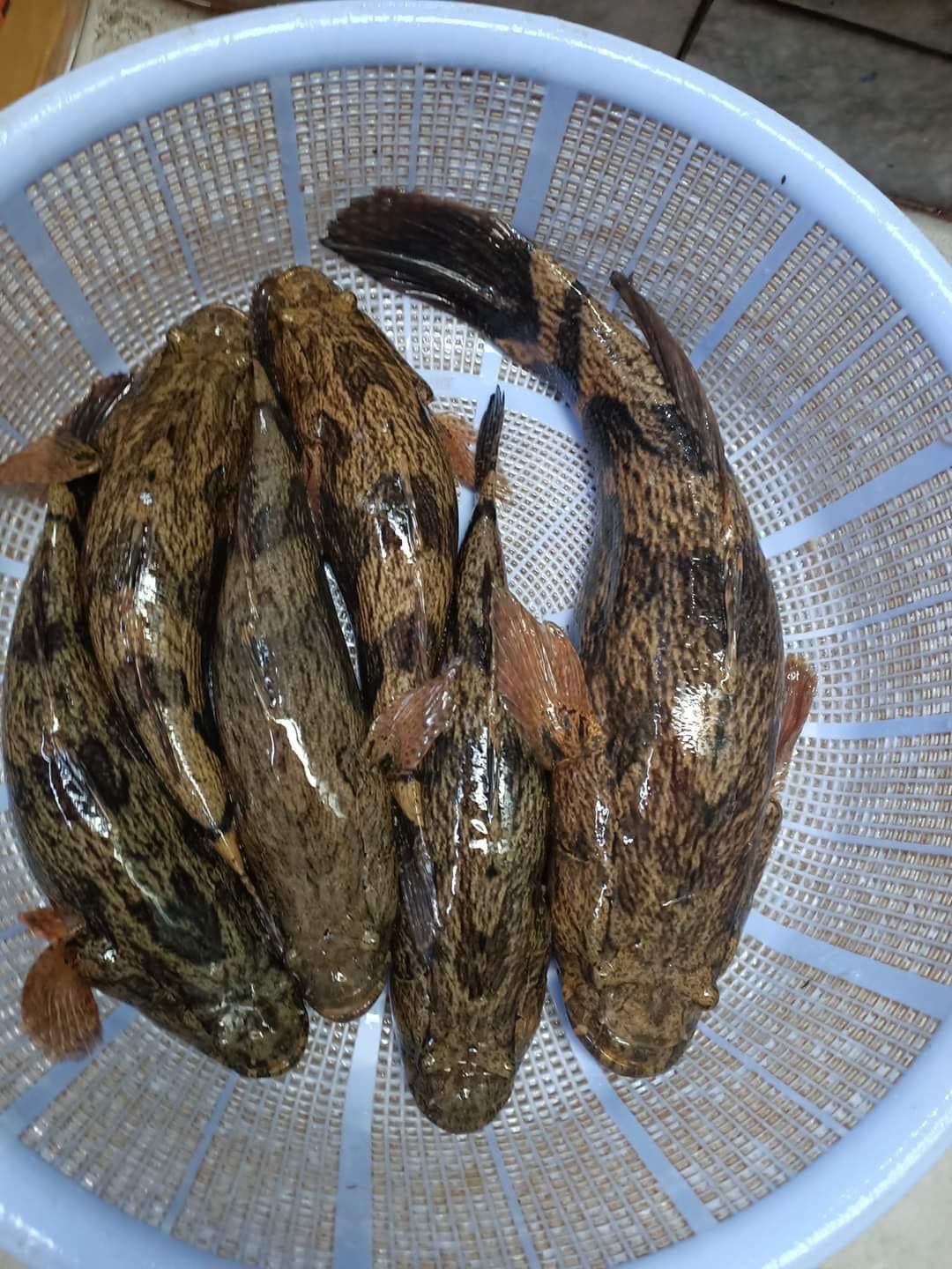 Cá bống tượng tươi sống Size 0,7-1 kg/con