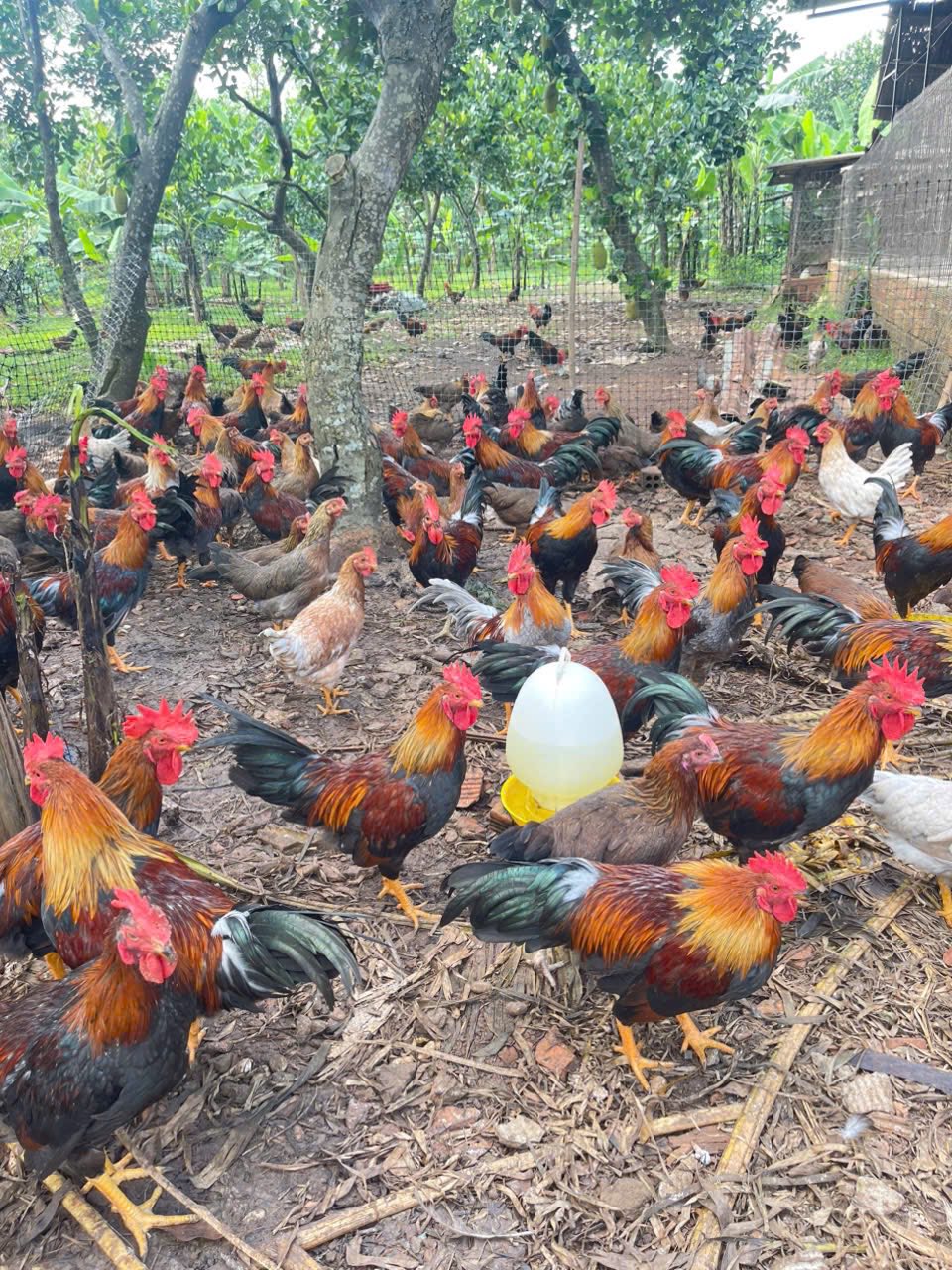 Gà ta nuôi thiên nhiên (gà mái) Size 1-1,5 kg/con