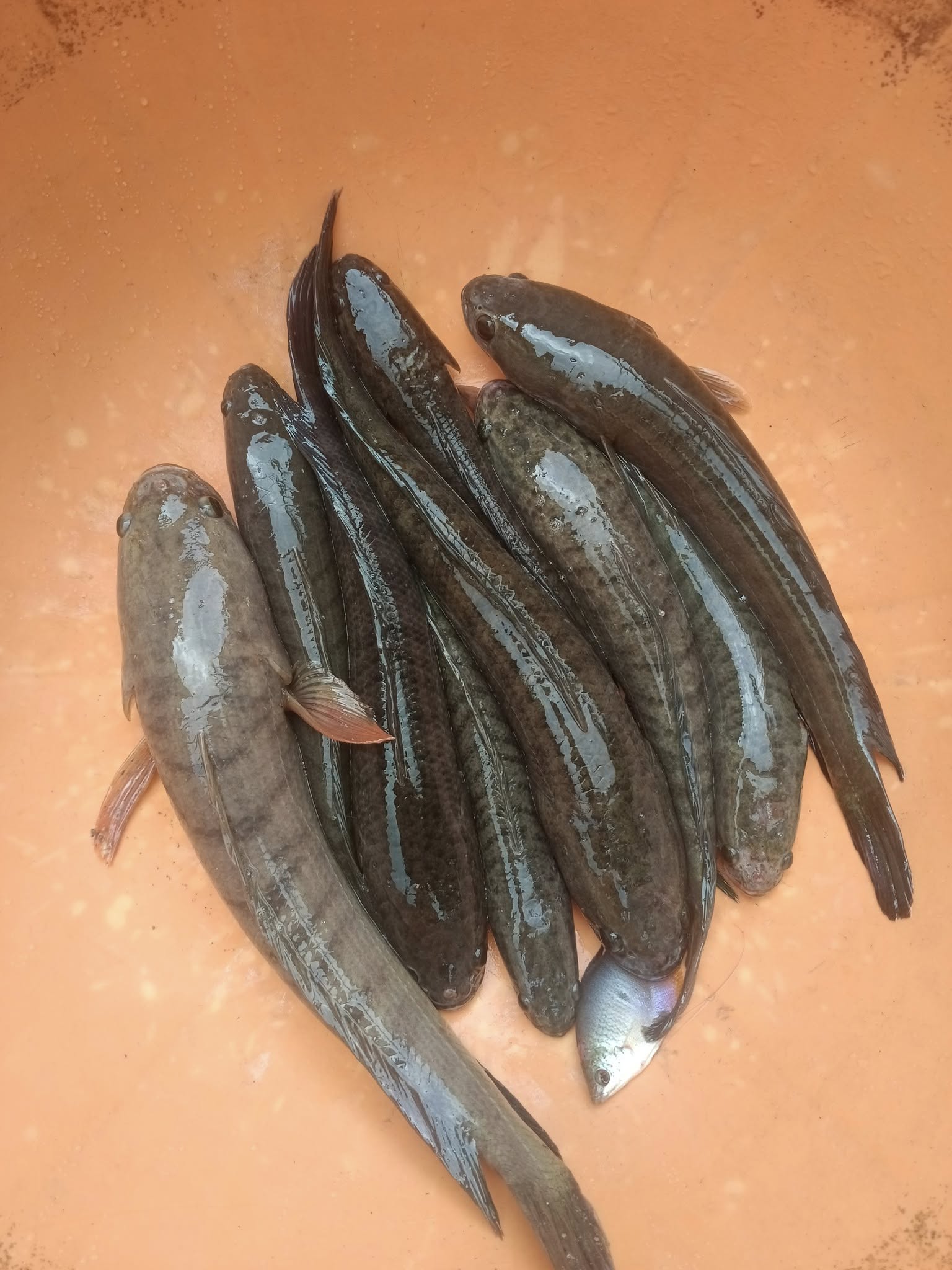 Cung cấp Mua bán sỉ cá lóc đồng tại tphcm