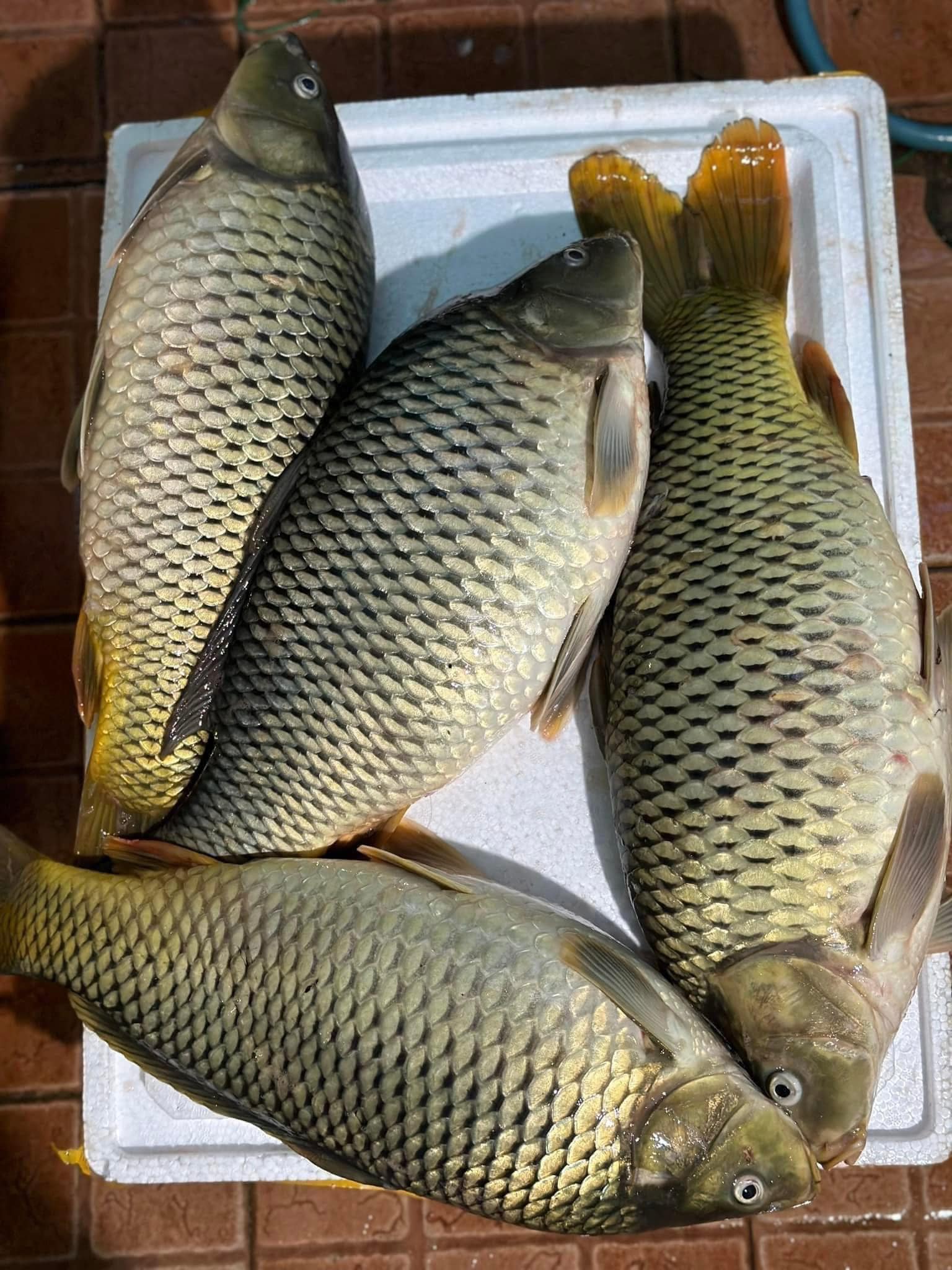 Cá chép giòn tươi sống