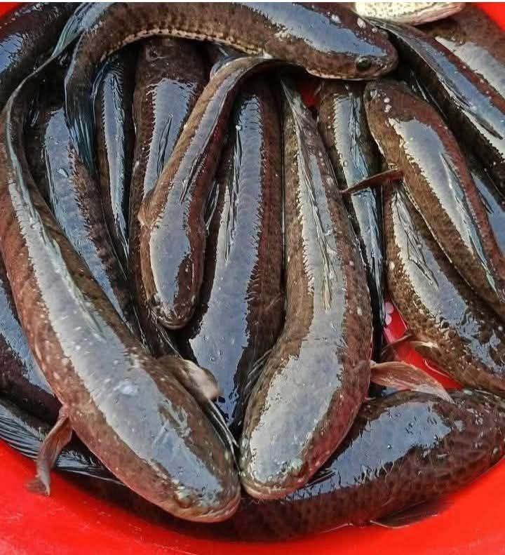 Cung cấp Mua bán sỉ cá lóc đồng tại Quận 11