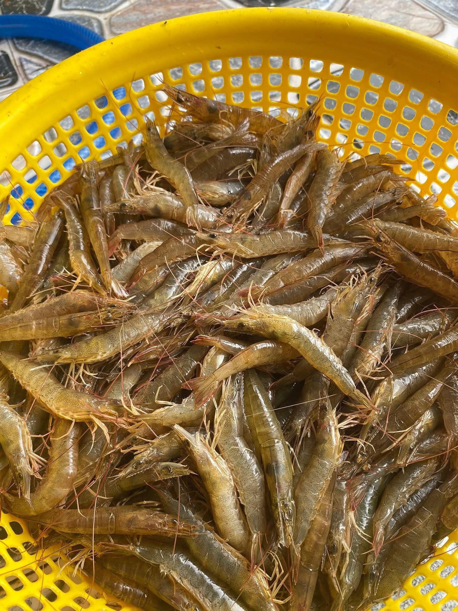 Vựa Hải Sản Tươi Sống Tại Quận 4 – Giao Nhanh, Giá Tốt