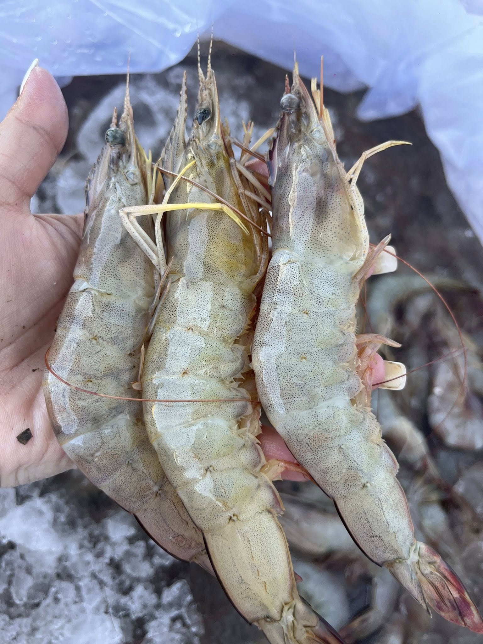 Vựa Hải Sản Tươi Sống Tại Quận 3 – Giao Nhanh, Giá Tốt