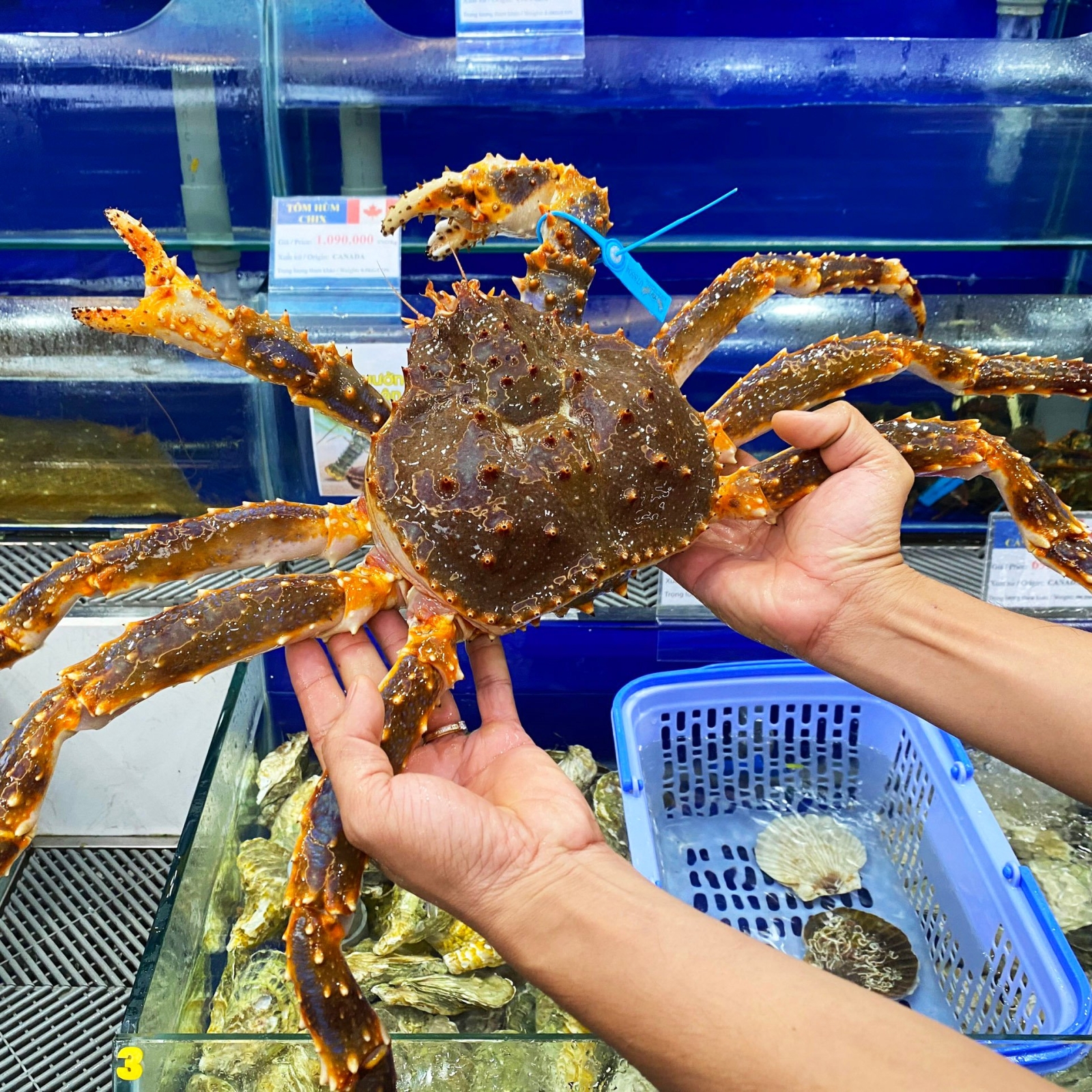 Cua King Crab Xanh (1.7 - 3kg)