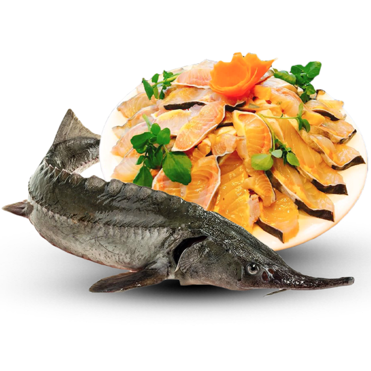 Cá tầm sống loại 1 Size: 3,5-4 kg/con