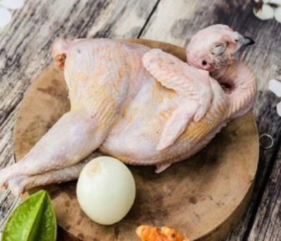 Chim trĩ xanh thịt 0,8-1kg/con