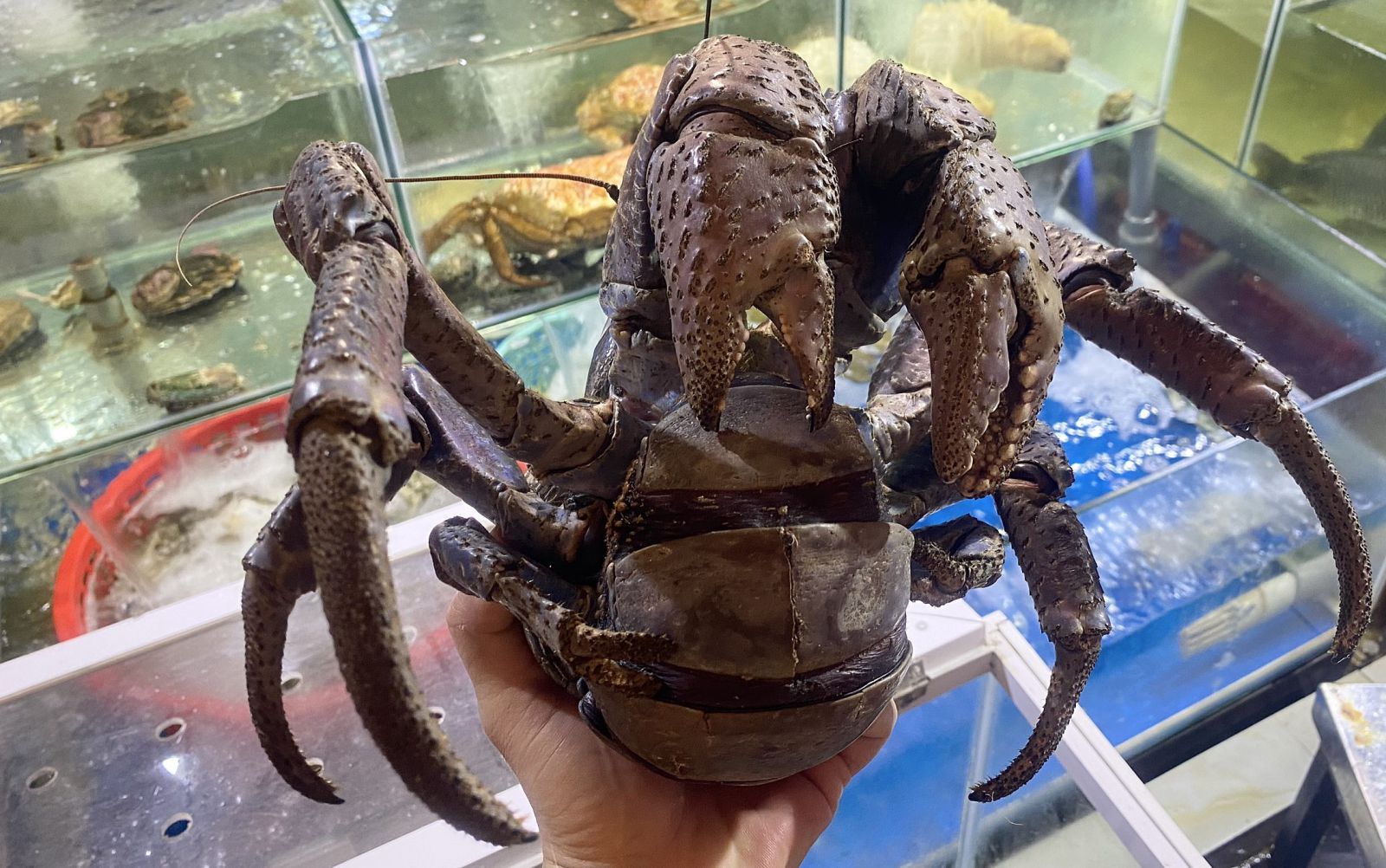 Cua Dừa Sống (800g – 2kg)