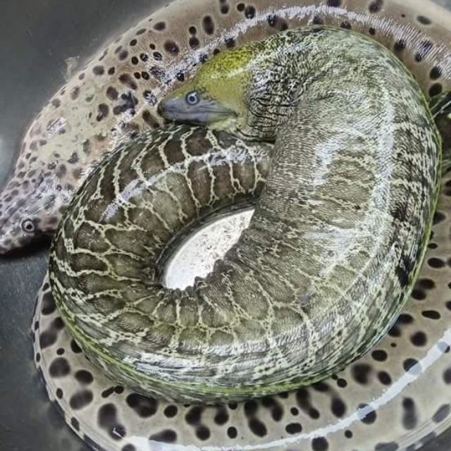 Cá chình biển (5 kg)