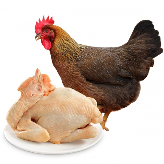 Bán Gà Vịt Tươi Sống Quận 11