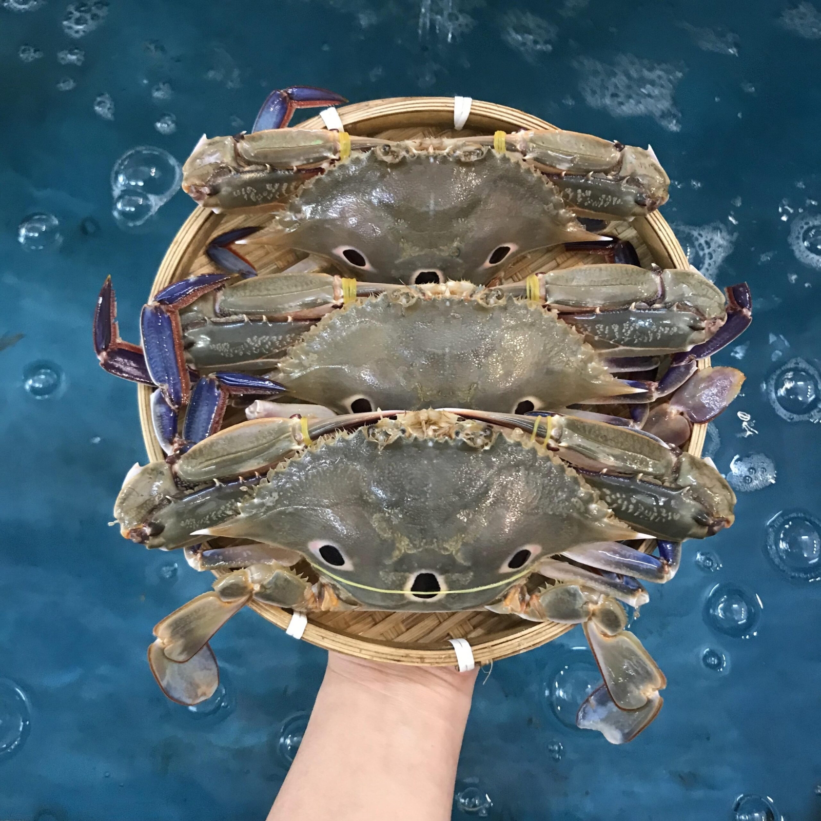 Ghẹ ba chấm tươi sống loại 1 giá tốt 5-6 con/kg