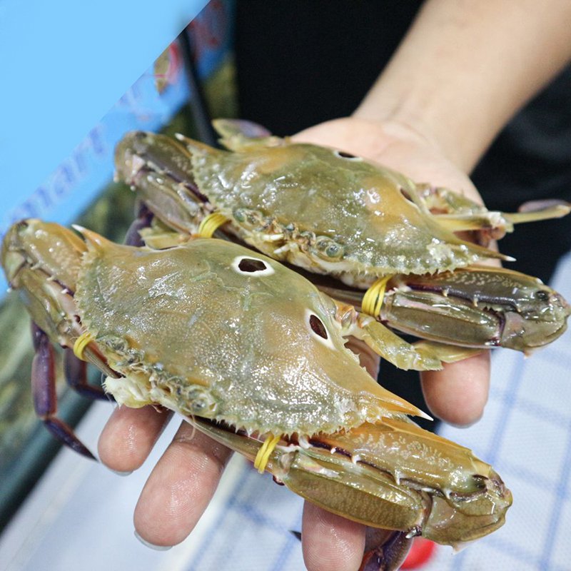 Ghẹ ba chấm tươi sống loại 1 giá tốt size 3-4 con/kg