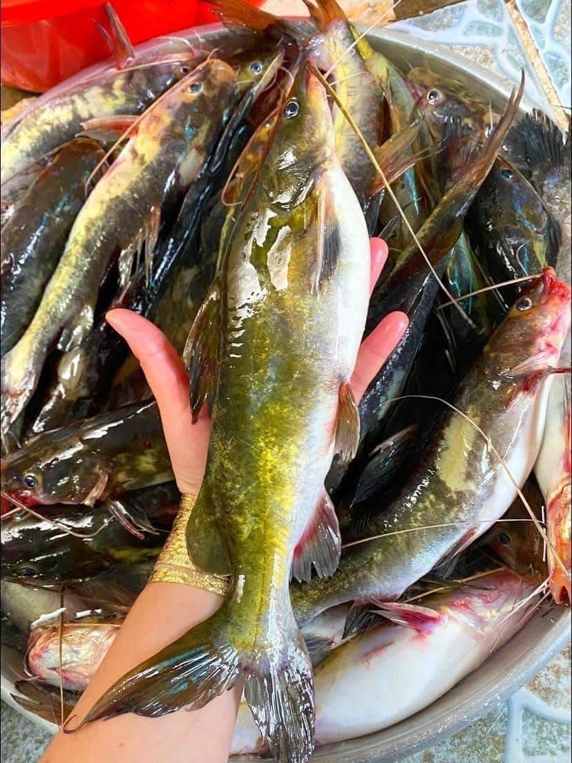 Cá Lăng Tươi Sống