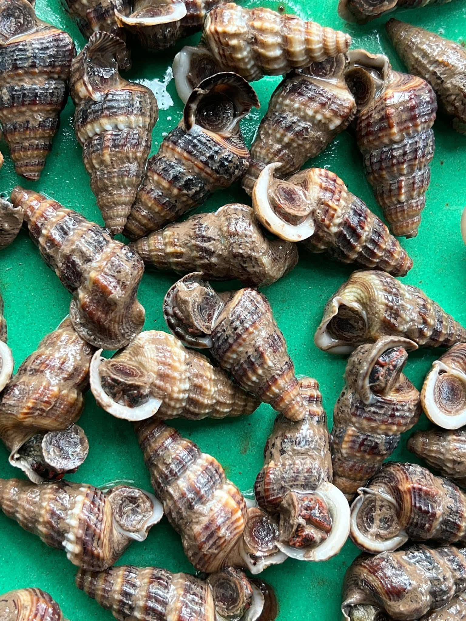 Ốc Len Sống Tươi Ngon