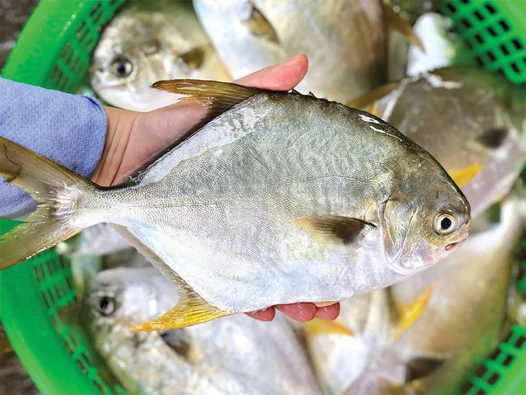 Cá Chim Trắng Vây Vàng