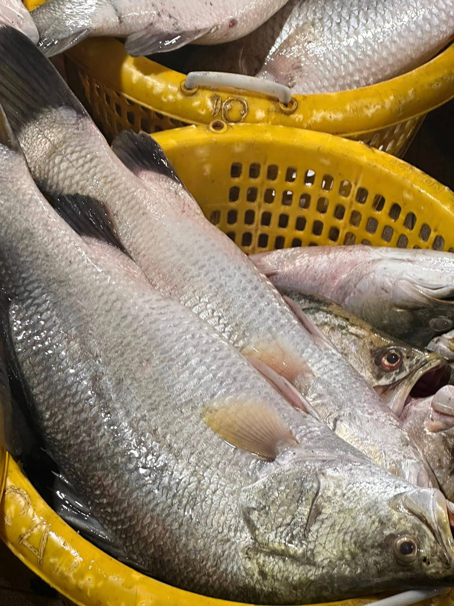 Cá Chẽm Tươi Sống