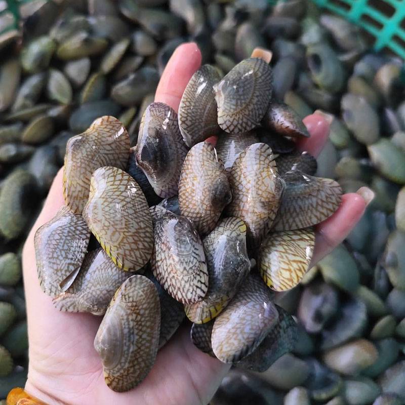 Ngao hoa (sò lụa)