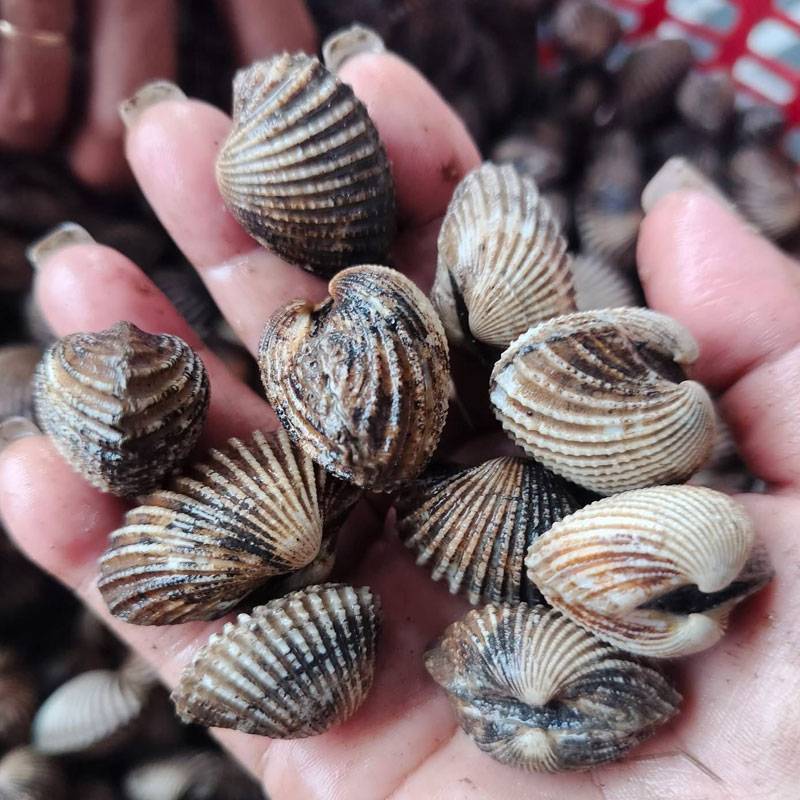 Sò Huyết Tươi Sống