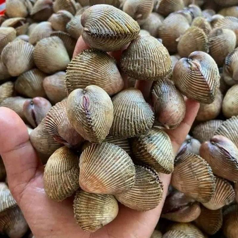 Ngao hai cồi tươi sống