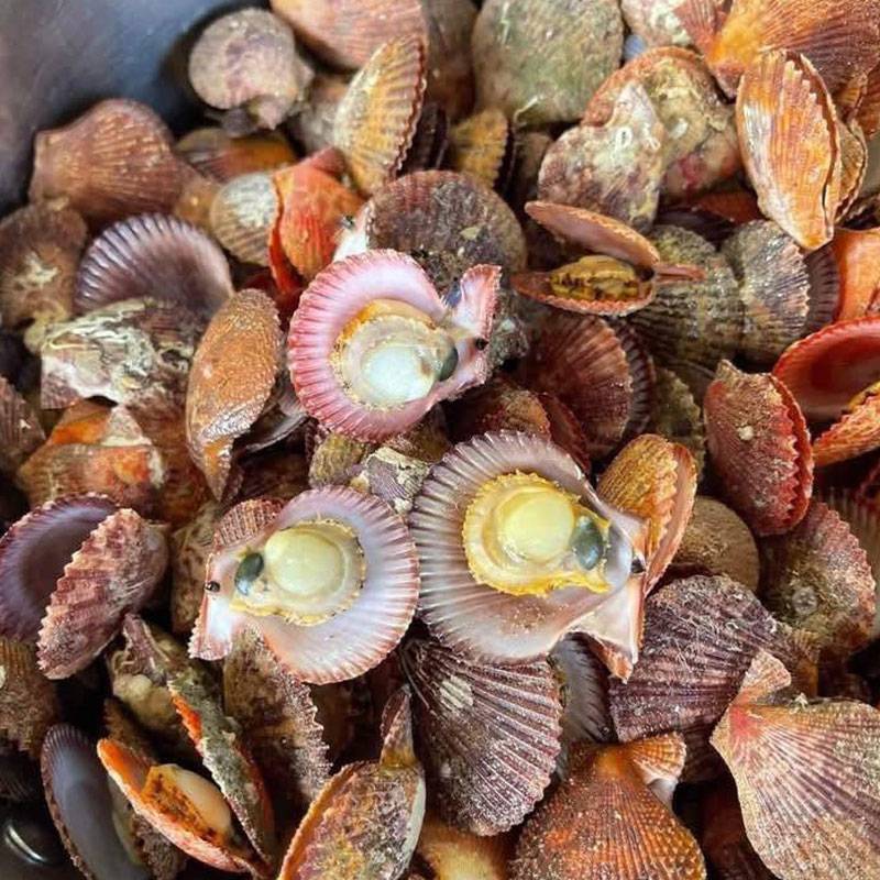 Sò điệp (sò quạt)