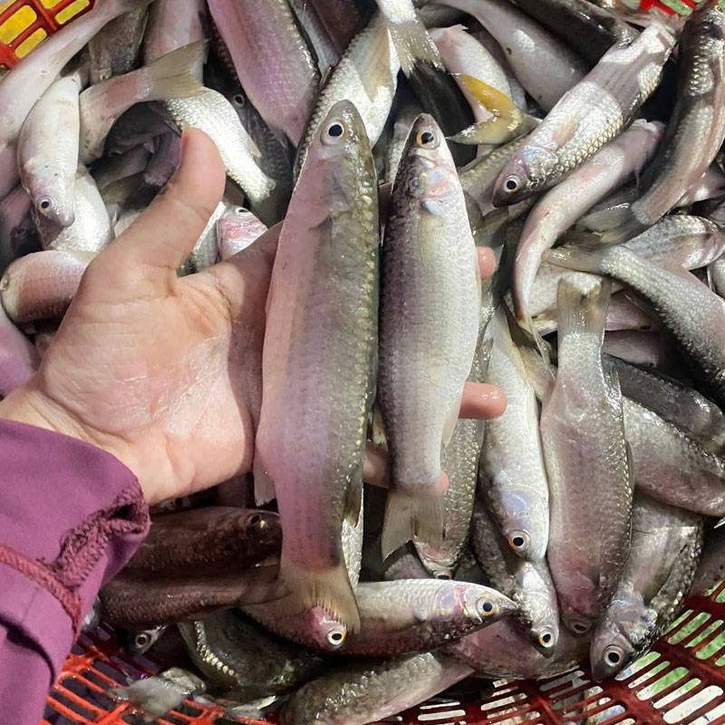 Vựa Hải Sản Tươi Sống Tại Quận 9 | Giá Sỉ & Lẻ Tốt