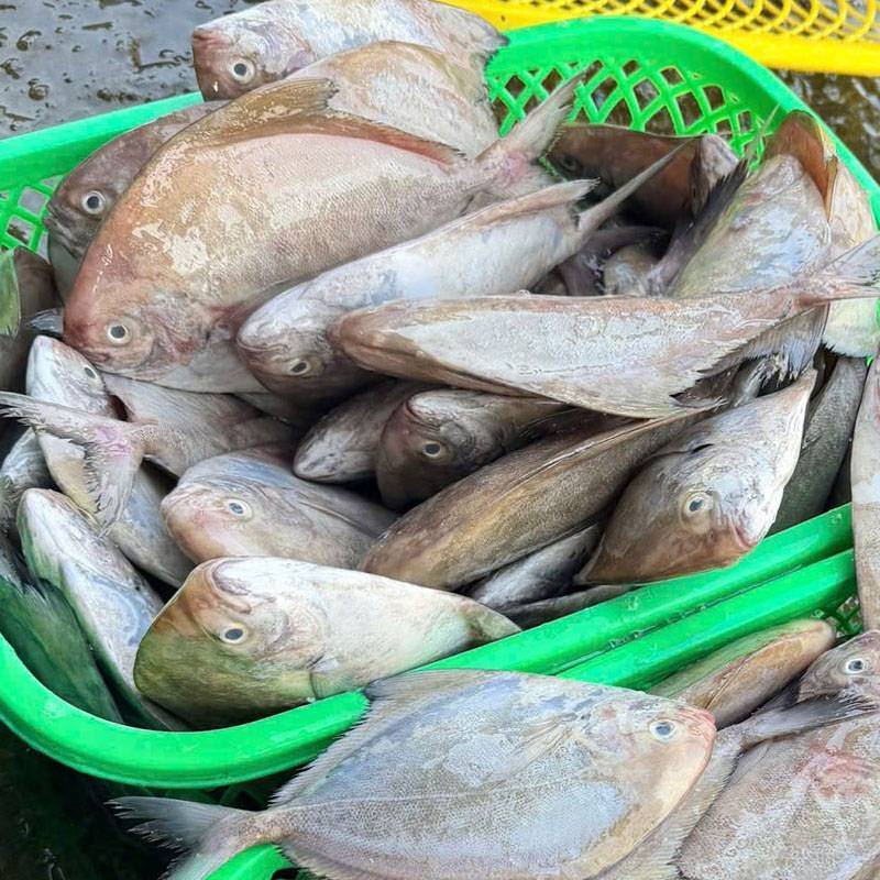 Vựa Hải Sản Tươi Sống Tại Quận 7 | Giá Sỉ & Lẻ Tốt Nhất