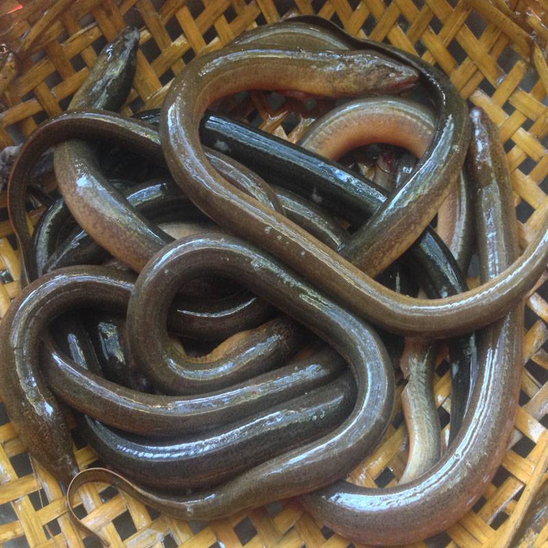 Vựa Lươn Thịt Tại TP.HCM