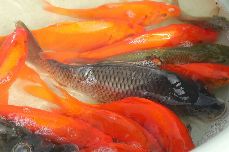 Bán Cá Phóng Sanh Tại TPHCM