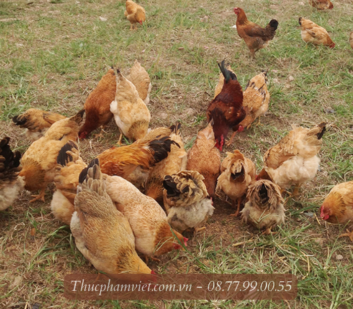 Cung cấp gà tam hoàng giá sỉ TPHCM