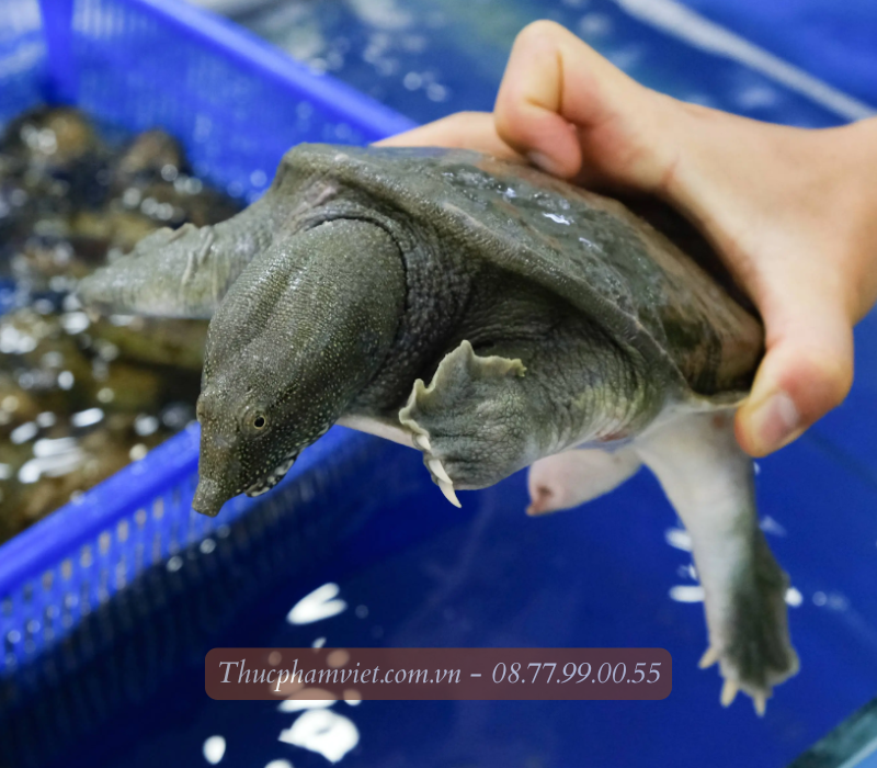 Ba ba giá sỉ TPHCM