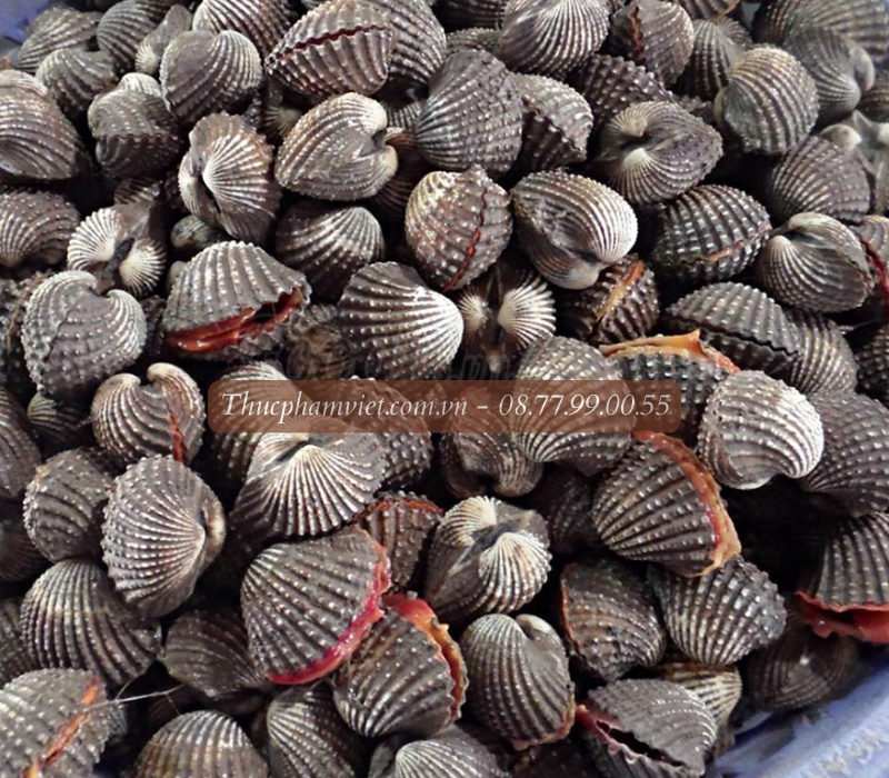 Sò huyết giá sỉ TPHCM