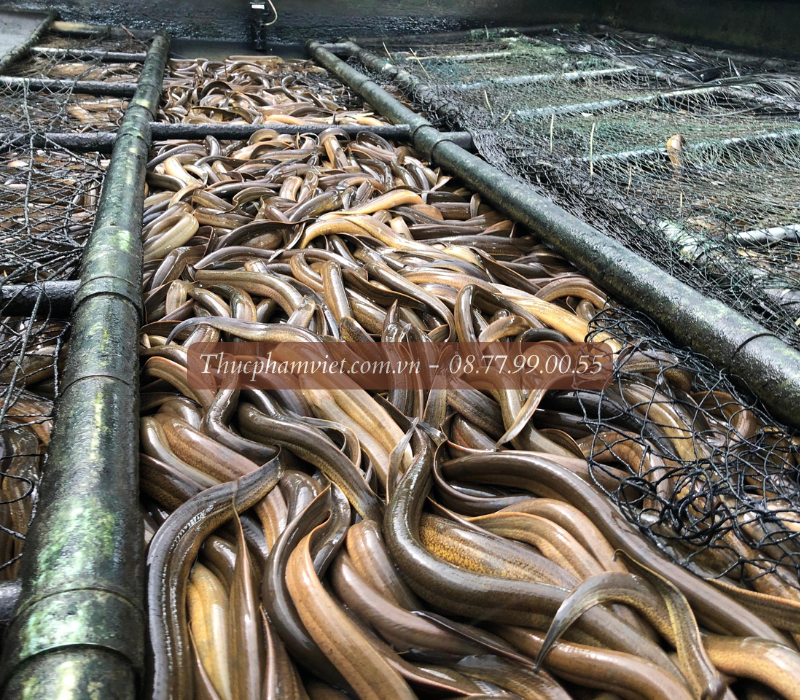 Lươn thịt giá sỉ TPHCM