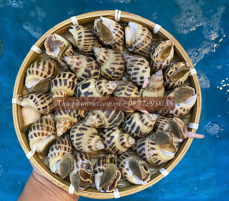 Ốc hương giá sỉ TPHCM