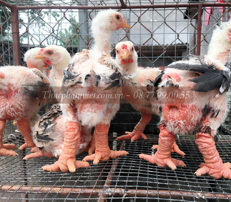 Địa chỉ bán gà giống Đồng Nai